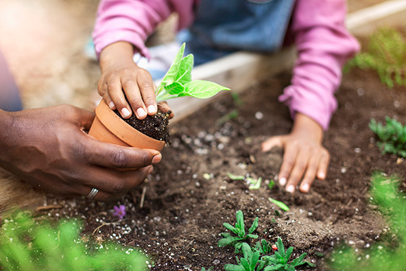 African-American father and daughter planting potted plant at community garden