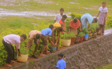 10th standard IBT students at Mangaon School replanting crops during their agriculture module.
