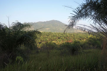 The forests are being lost to Imperata grass and palm oil plantations like the ones above.