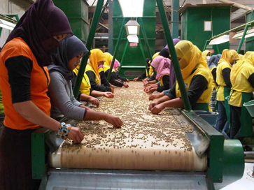 Quality control workers in the packing plant of a large Sumatran coffee co-op.