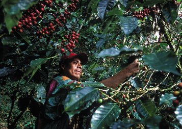 The Environmental Case Against Cheap Coffee