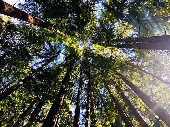 The view looking up through a forest of tall trees
