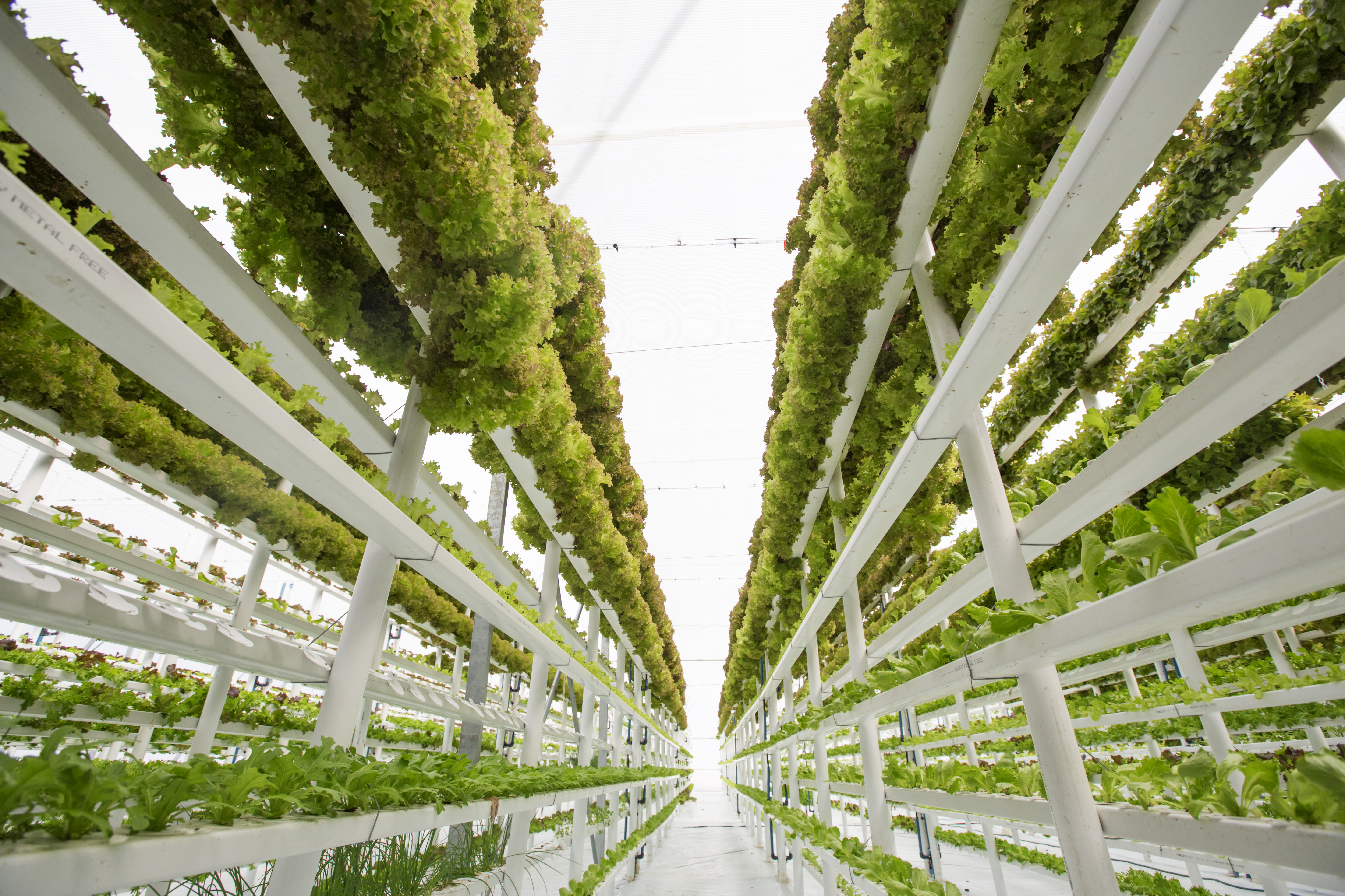 Vertical farming born out of challenges.