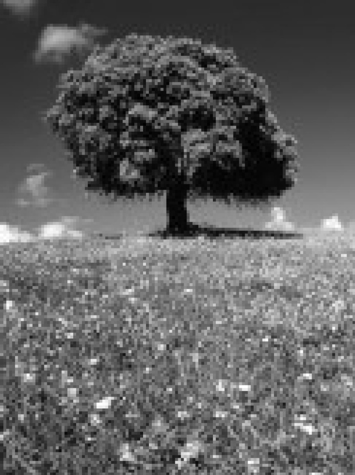 The Greening of Wal-Mart - Thumbnail