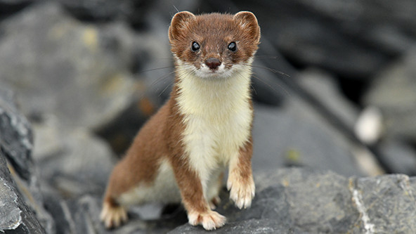 A short-tailed weasel looking at the camera
