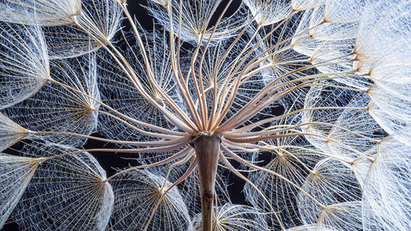 Close-up photo of dandelion seeds on a black background