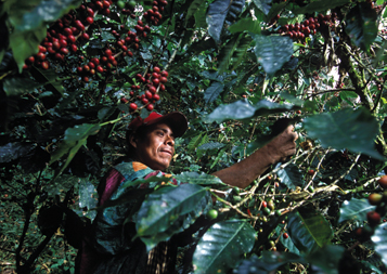 case study for fair trade