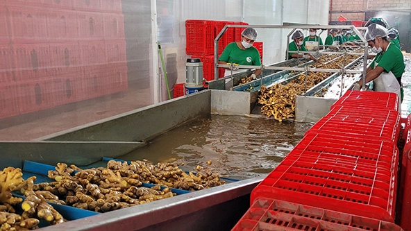 Workers in a ginger processing plant