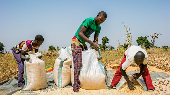 Three Nigerian farmers bagging maize in a field.