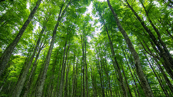 forest