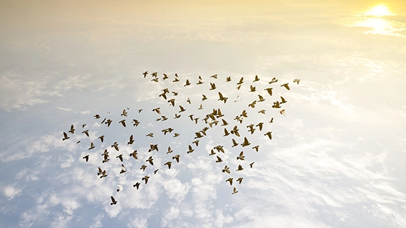 birds flying in the sky in an arrow formation