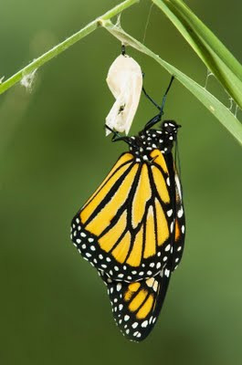 butterfly_cocoon_emergence_leadership