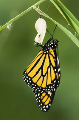 butterfly_cocoon_emergence_leadership