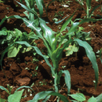 climate_change_agriculture