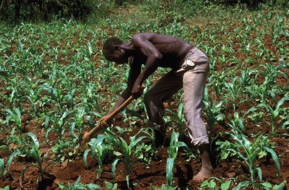 agriculture_maize_farmer