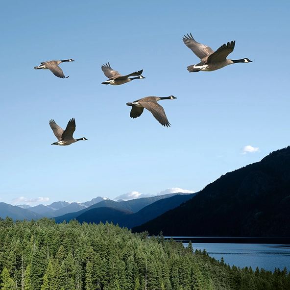 Canadian geese flying over a lake