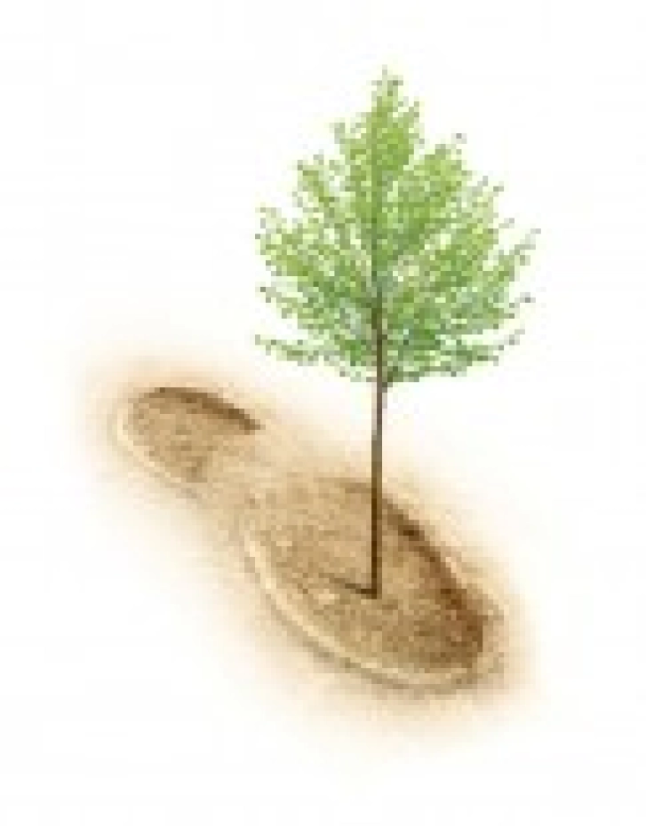 Offsetting Green Guilt - Thumbnail