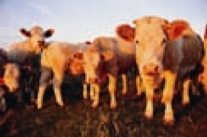 Working All Fronts - Thumbnail