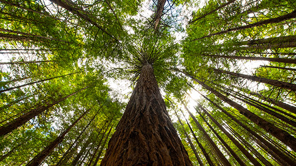 looking up at redwood trees