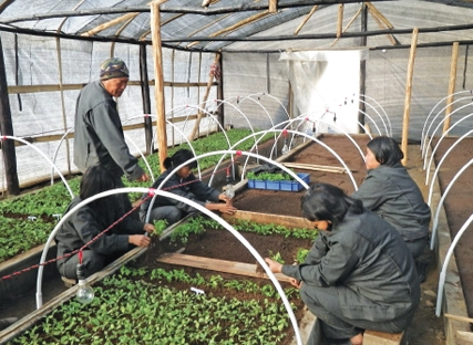 Moutain_Hazelnut_Venture_nursery_Bhutan