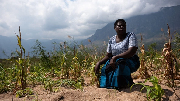 Farmer sits among dried up crops
