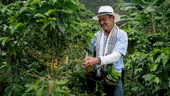farmer harvesting coffee beans
