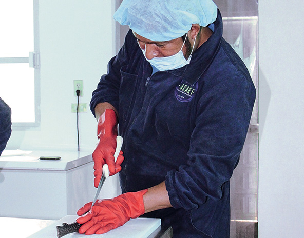 Person fillets a fish on a counter