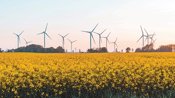 Wind farm next to a field of yellow flowers