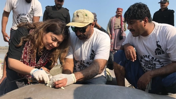 a doctor and her assistants attach a satellite tracking tag to an Indus river dolphin