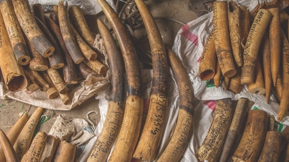 dozens of confiscated ivory tusks