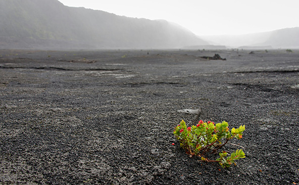 a small plant sprouts out of the ground