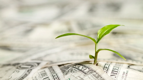 A seedling growing out of dollar bills
