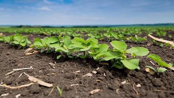 Fresh green soy plants on a field