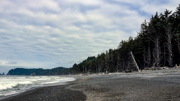 Driftwood on the shoreline of the Lost Coast backpacking trail