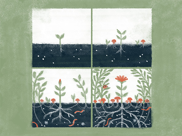 four panels showing a seedling sprouting and growing into a plant