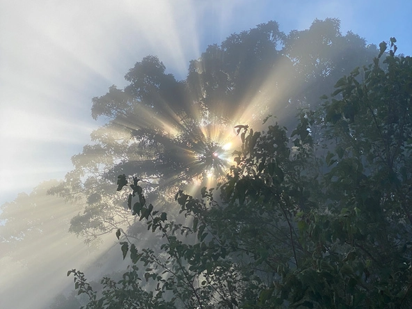 Sun shining through a tree and its leaves
