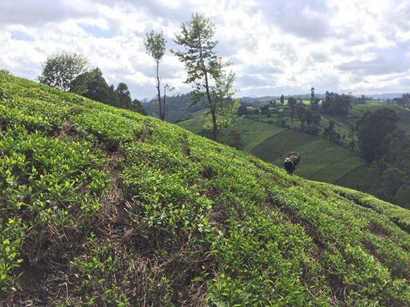 fields of tea