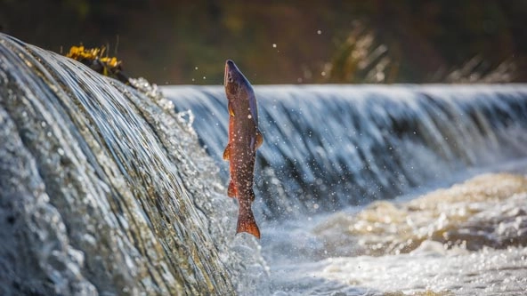 Salmon jumping in river
