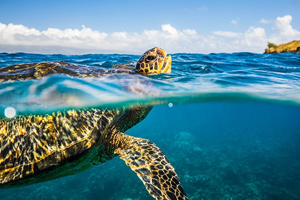 Green sea turtle taking a breath on the surface of the ocean