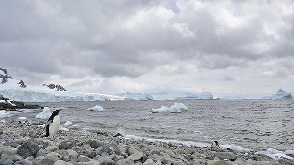 One penguin standing on a a rocky shore looking out across the water.