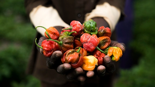 farmer's hands holding red, green, yellow, and orange peppers