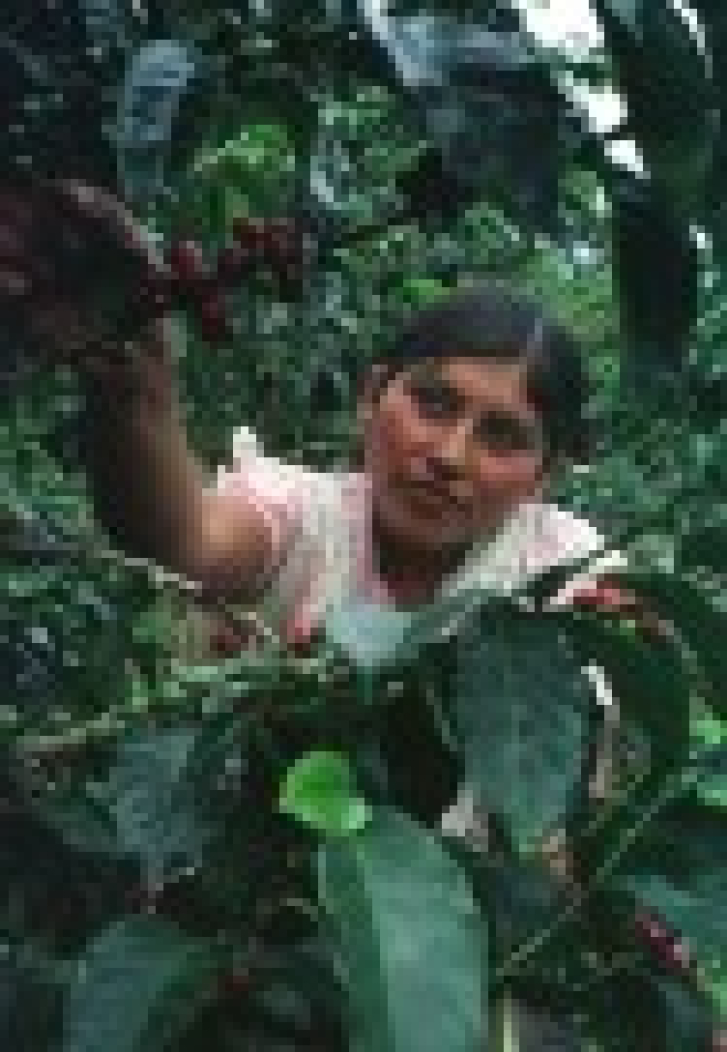 Making It to McDonald’s - Thumbnail