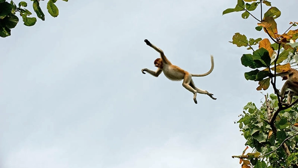 A proboscis monkey leaping between trees
