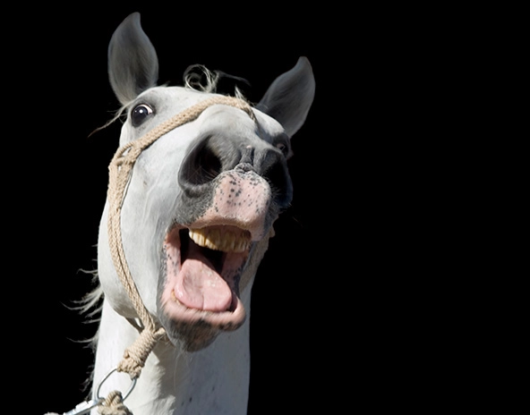 frightened white horse