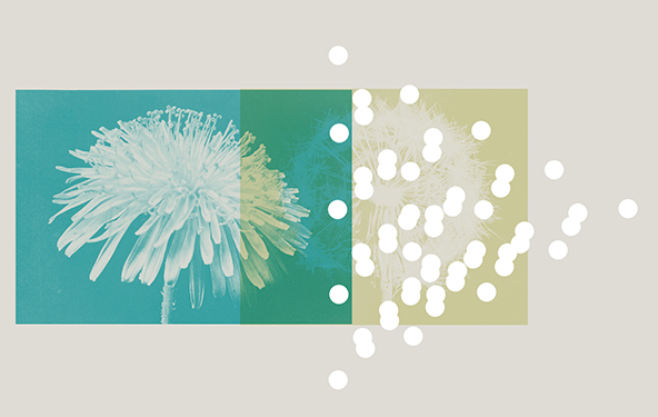 Flower and dandelion seeds
