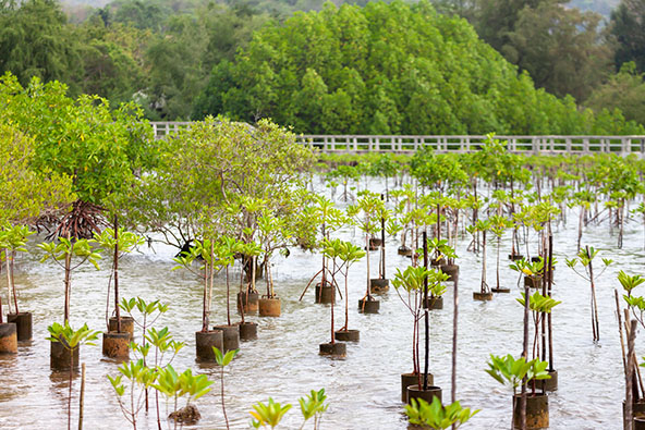mangroves forest planted to restore ocean habitat in coastal area of Thailand