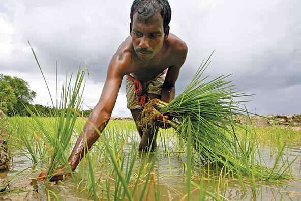 Man planting rice in a shrimp paddy in Bangaldesh