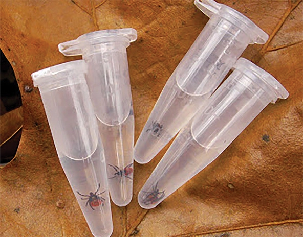 blacklegged ticks in vials