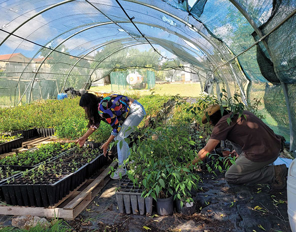 Two volunteers bending over sapling trees in a greehouse