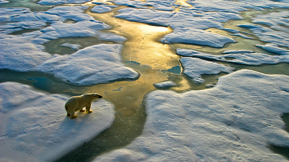 polar bear on melting ice